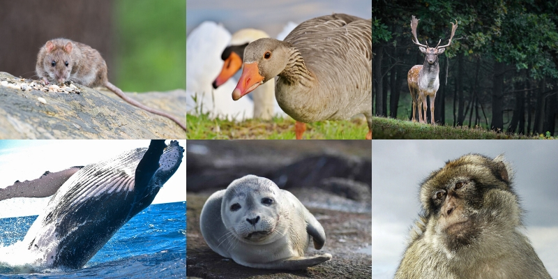 6 images of different animals