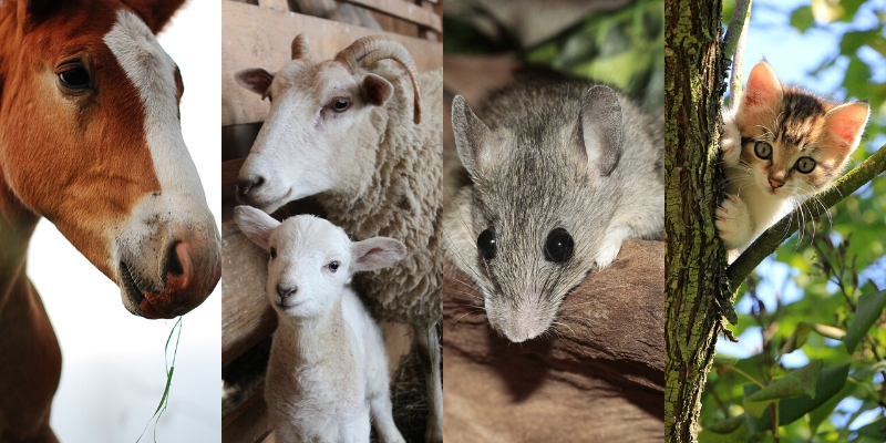 A sheep, a mouse, a horse and a cat