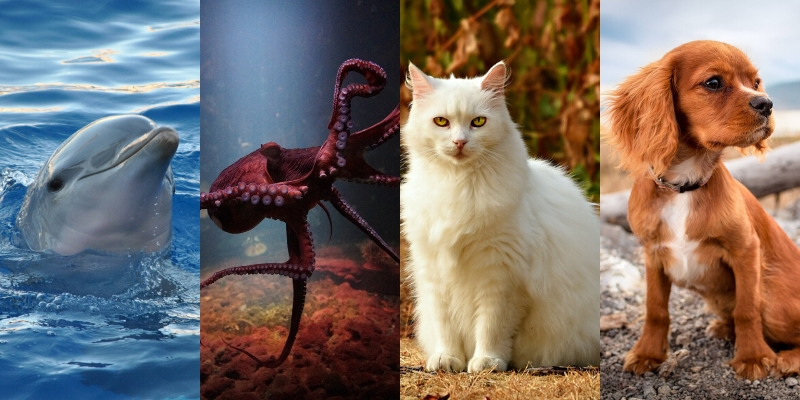 A cat, an octopus, a dolphin and a dog