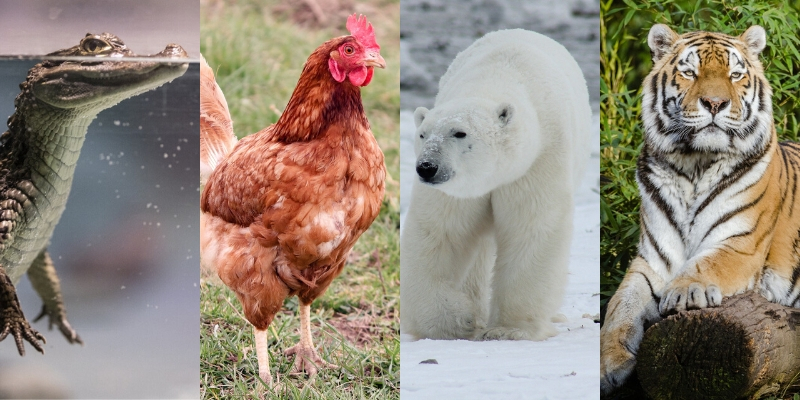 A crocodile, a chicken, a polar bear and a tiger