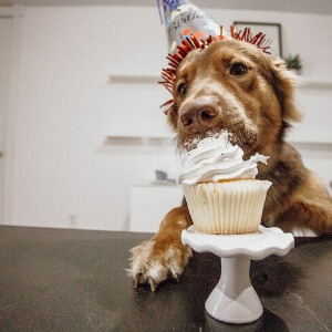 dog eating a cupcake