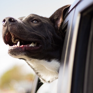 happy dog in the car