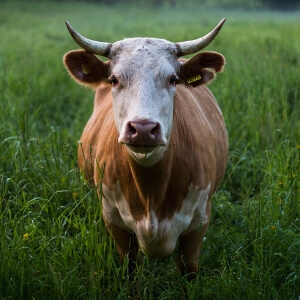 Cow