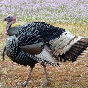 Turkey